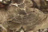 Polished Petrified Wood (Cypress) Slab - Saddle Mountain, WA #236582-1